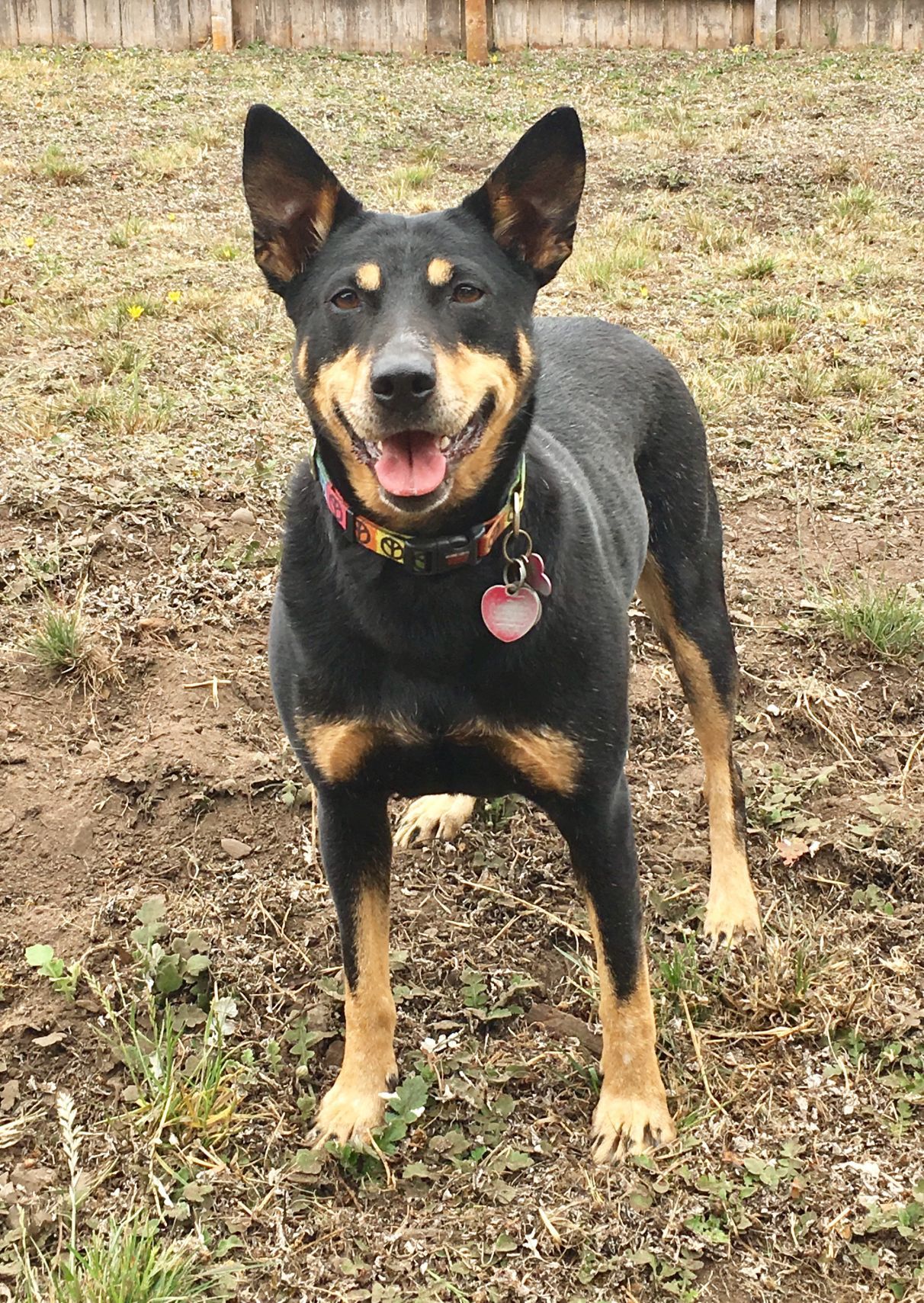 Pic of the Litter: Piper